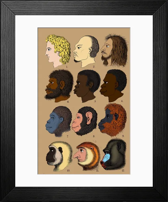Framed Print : Ernst Haeckel, Racist Evolutionary Theory, 1868 Framed Print : Ernst Haeckel, Racist Evolutionary Theory, 1868