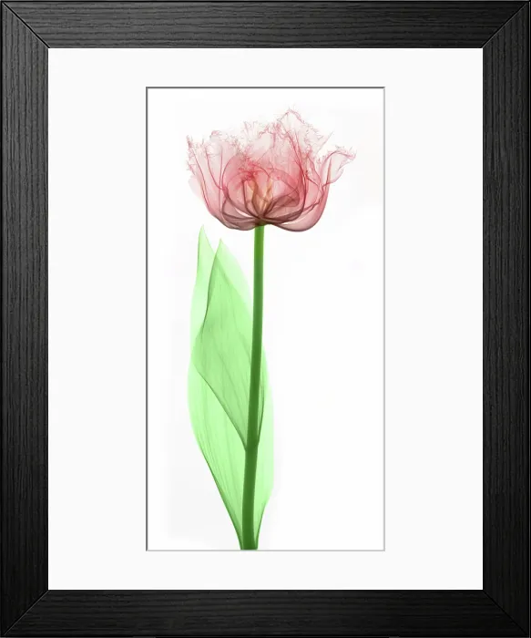 Framed Print : X-Ray of a Tulip Flower
