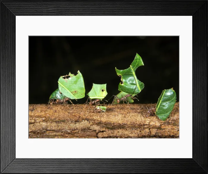 Framed Print : Leafcutter Ants Framed Print : Leafcutter Ants