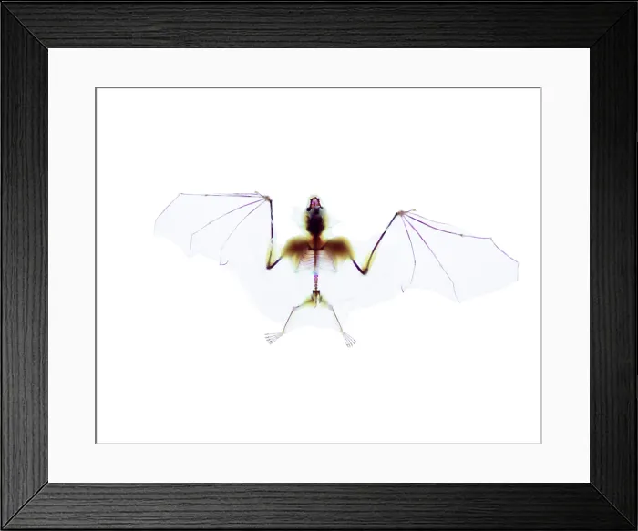 Framed Print : Seba's short-tailed bat Framed Print : Seba's short-tailed bat