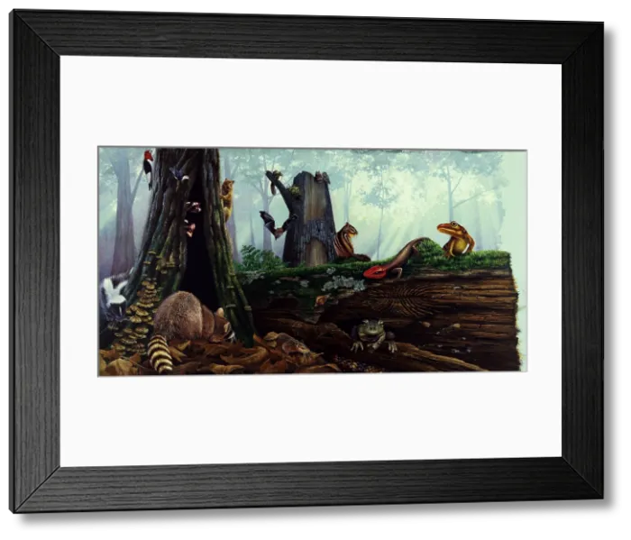 Framed Print : Life in a dead tree Framed Print : Life in a dead tree