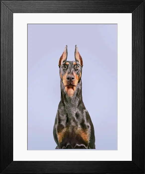 Framed Print : Doberman Framed Print : Doberman