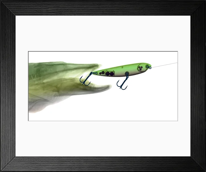 Framed Print : X-ray of Muskie & Lure Framed Print : X-ray of Muskie & Lure