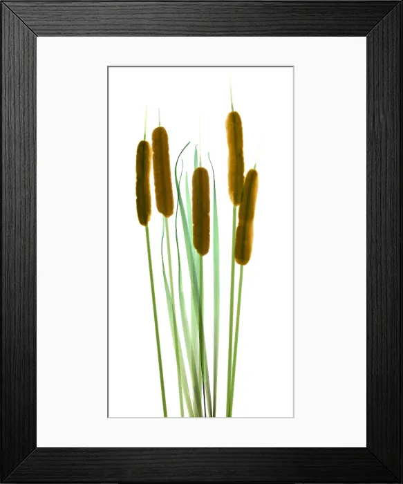 Framed Print : Cattails, Typha latifolia, X-ray Framed Print : Cattails, Typha latifolia, X-ray