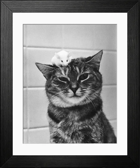 Framed Print : Cat and mouse Framed Print : Cat and mouse