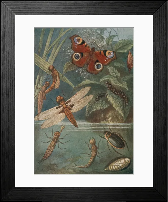 Framed Print : Metamorphoses, Life Cycle of Insects Framed Print : Metamorphoses, Life Cycle of Insects