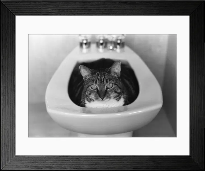 Framed Print : Tabby in Bidet Framed Print : Tabby in Bidet