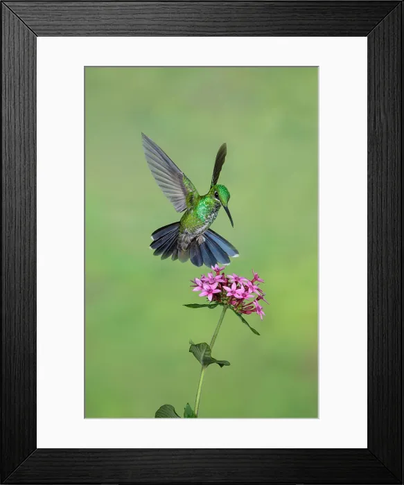 Framed Print : Green-crowned Brilliant Framed Print : Green-crowned Brilliant