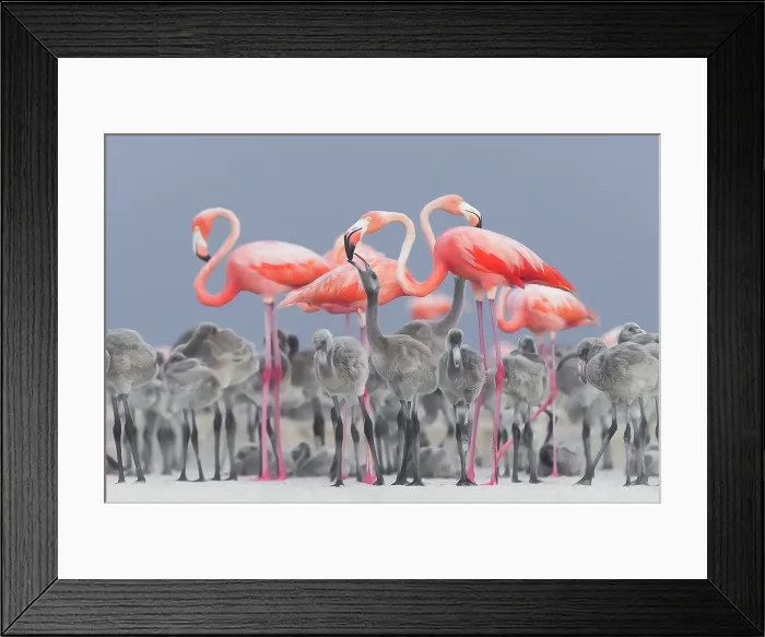 Framed Print : Caribbean Flamingo Feeding Chick Framed Print : Caribbean Flamingo Feeding Chick