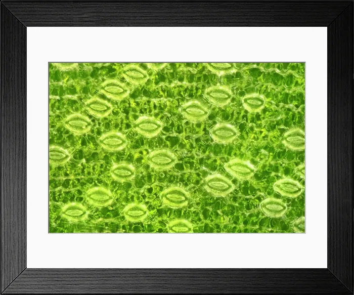 Framed Print : Lily Stomata, Darkfield Microscopy Framed Print : Lily Stomata, Darkfield Microscopy