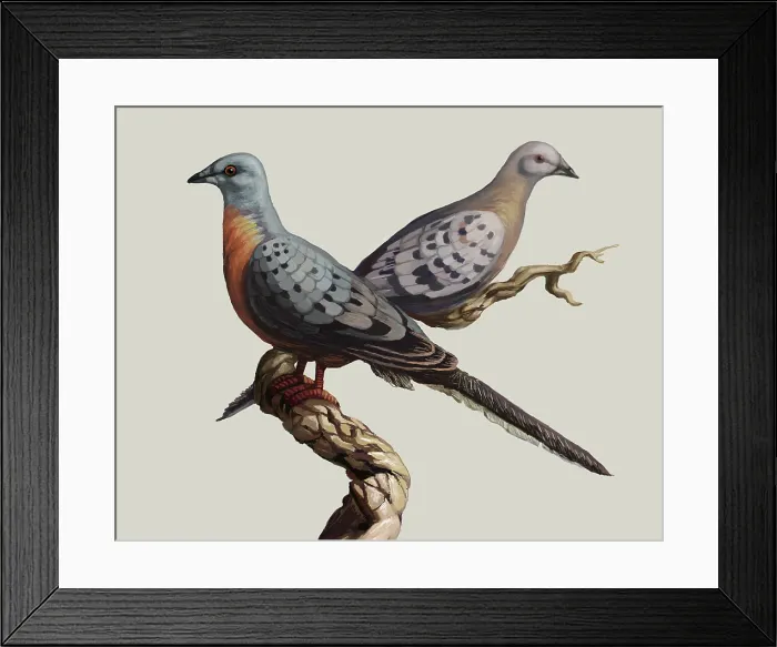Framed Print : Passenger Pigeon Framed Print : Passenger Pigeon