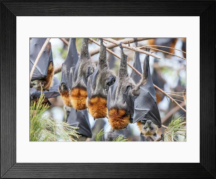 Framed Print : Group of Grey-headed flying fox