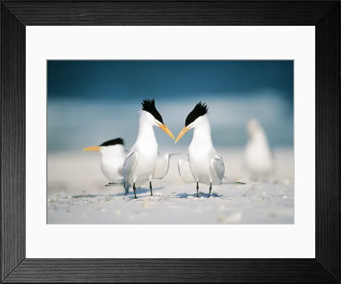 Framed Print : Royal Terns Framed Print : Royal Terns