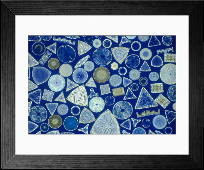 Framed Print : Algae, fossil diatoms, light micrograph Framed Print : Algae, fossil diatoms, light micrograph