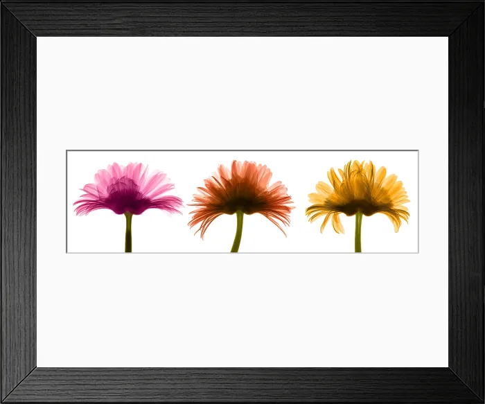 Framed Print : X-ray Gerber Daisies Framed Print : X-ray Gerber Daisies