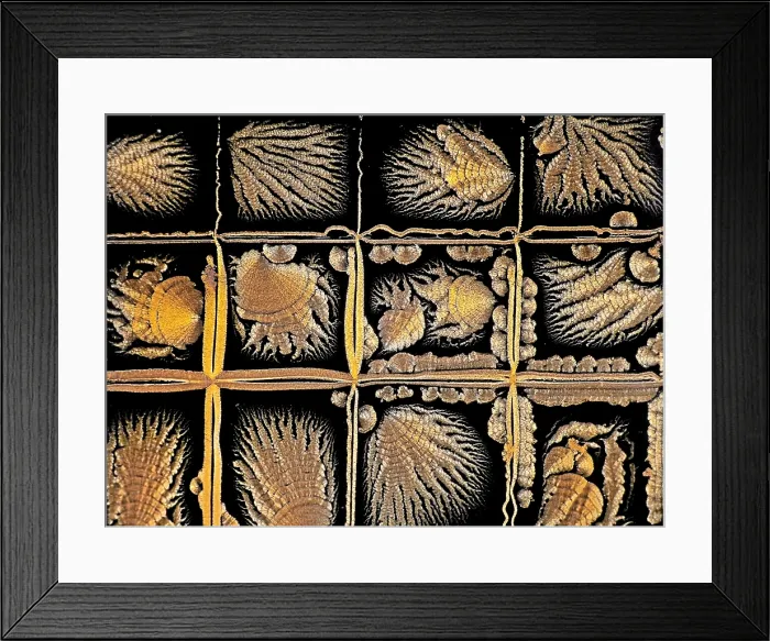 Framed Print : Oxidized Vitamin C Framed Print : Oxidized Vitamin C