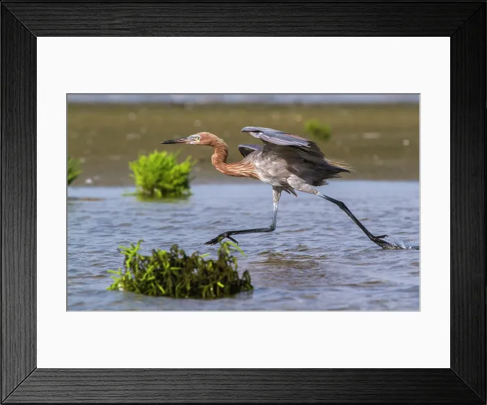 Framed Print : Reddish Egret Running in Tidal Marsh Framed Print : Reddish Egret Running in Tidal Marsh