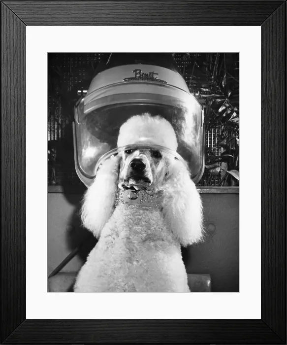 Framed Print : Poodle Dog Under an Antique Hair Dryer, Nostalgia Humor Framed Print : Poodle Dog Under an Antique Hair Dryer, Nostalgia Humor