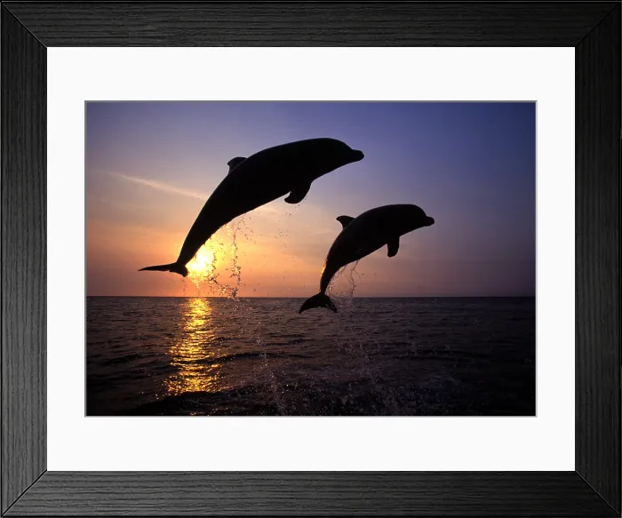 Framed Print : Bottlenose Dolphin Framed Print : Bottlenose Dolphin