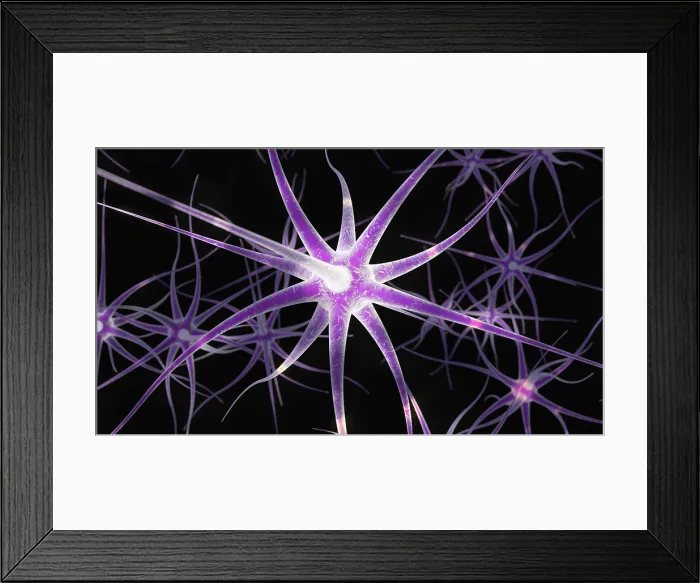 Framed Print : Nerve Cells, Illustration