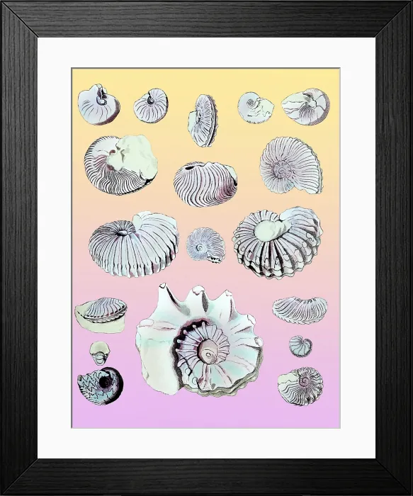 Framed Print : Cretaceous Nautili and Ammonite Fossils