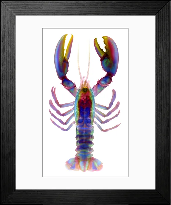 Framed Print : American Lobster