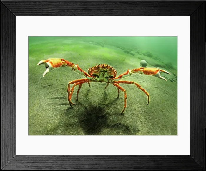 Framed Print : Spider crab walking underwater