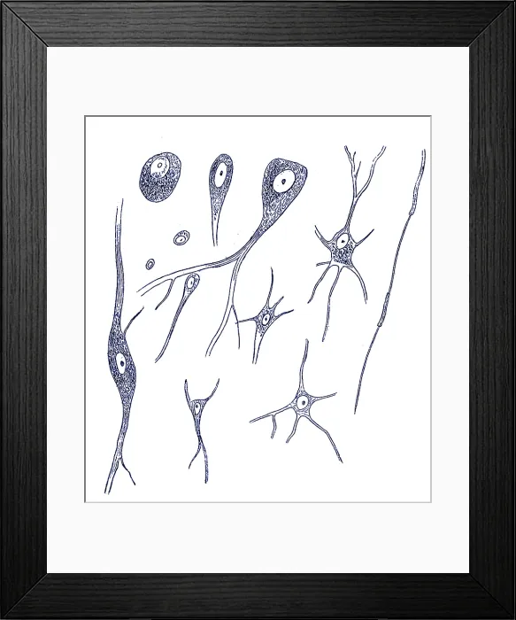 Framed Print : Nerve Cell Types, Von Kolliker, 1852