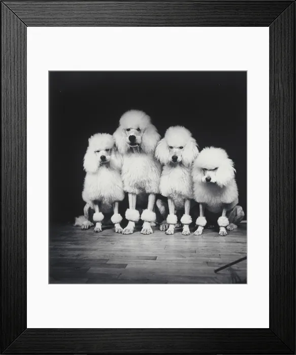 Framed Print : Poodle quartet