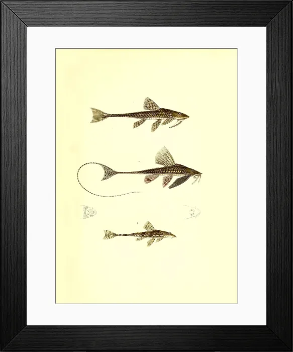 Framed Print : Illustration of South American Catfish