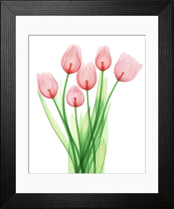 Framed Print : Tulips, X-ray