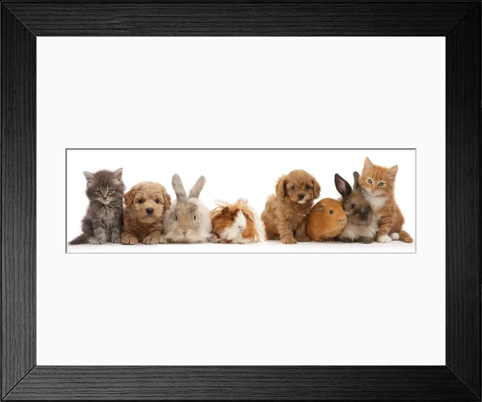 Framed Print : Pet Animal Line up