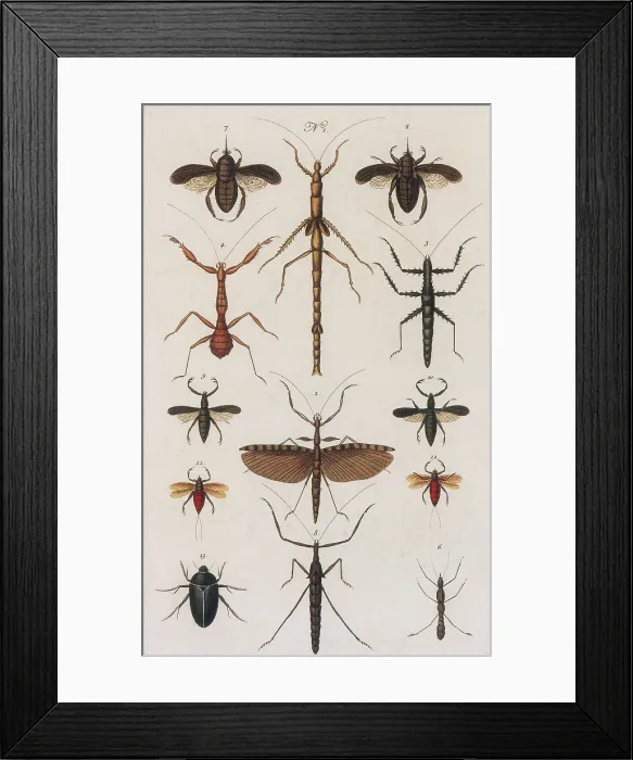 Framed Print : Insects, Seba's Thesaurus, 1734