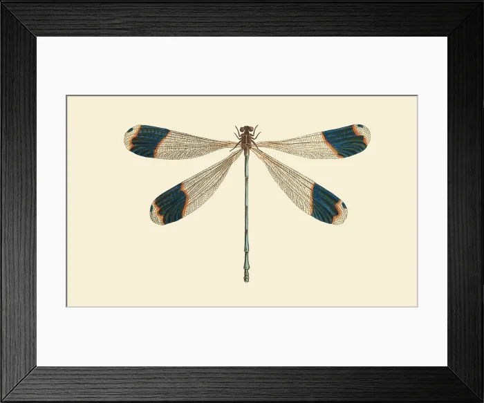 Framed Print : Illustration of a Blue-tipped Dragonfly