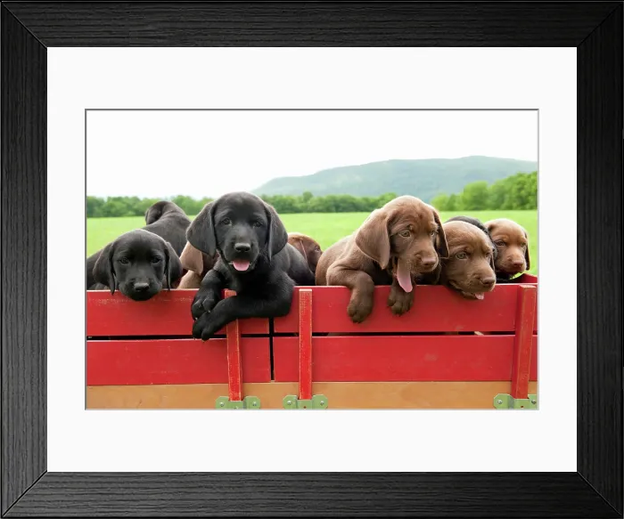 Framed Print : Labrador retriever puppies in a wagon