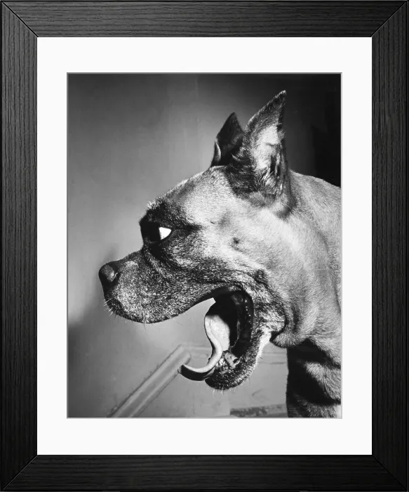 Framed Print : Boxer Framed Print : Boxer