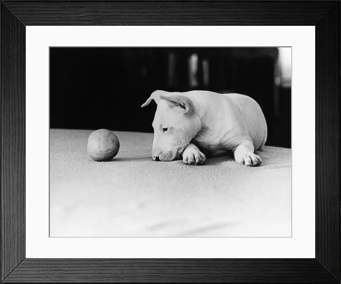 Framed Print : Dog and Ball