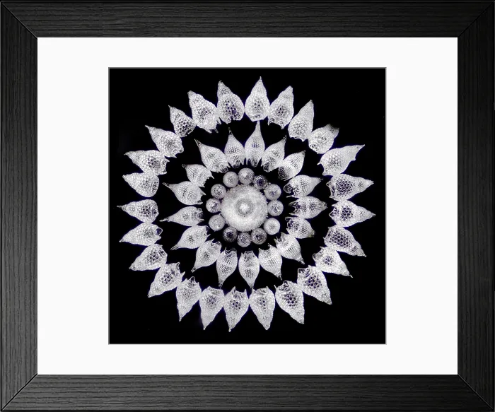 Framed Print : Radiolaria, light micrograph Framed Print : Radiolaria, light micrograph