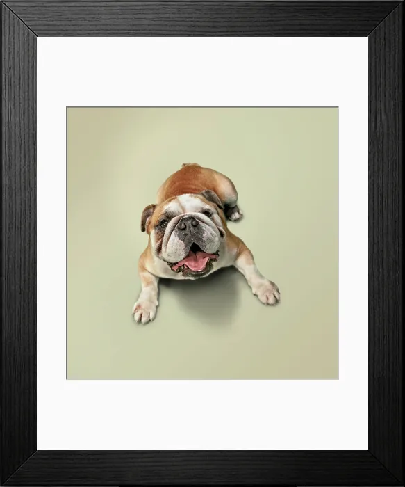 Framed Print : Bulldog Framed Print : Bulldog