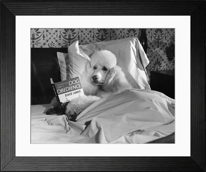 Framed Print : Dog Reading in Bed Framed Print : Dog Reading in Bed