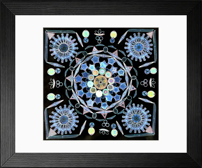 Framed Print : Diatoms under a microscope Framed Print : Diatoms under a microscope