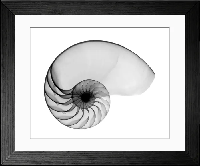 Framed Print : X-ray of nautilus