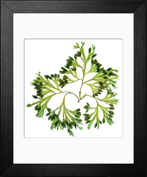 Framed Print : Rockweed Seaweed, X-ray
