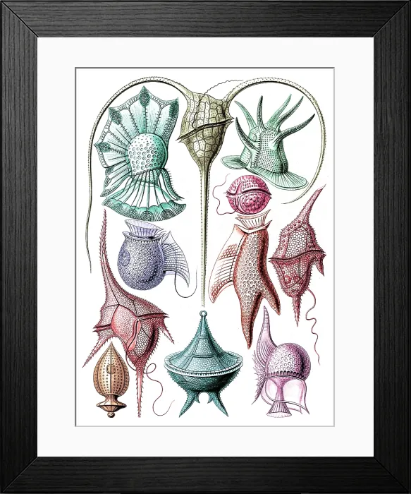 Framed Print : Ernst Haeckel, Dinoflagellates