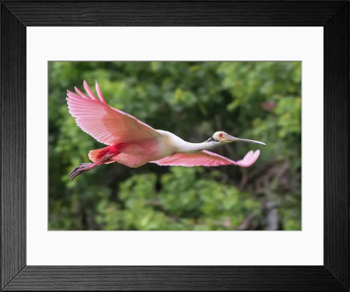 Framed Print : Roseate Spoonbill Flying