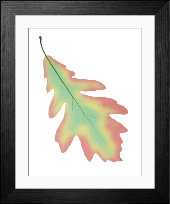 Framed Print : Oak Leaf, X-Ray