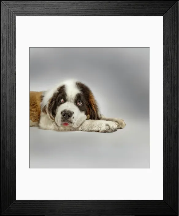 Framed Print : Saint Bernard Framed Print : Saint Bernard