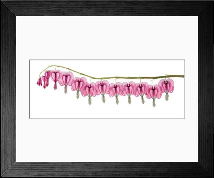 Framed Print : Bleeding Heart Flowers, X-ray