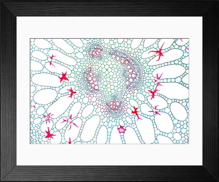 Framed Print : Water Lily Petiole, light micrograph