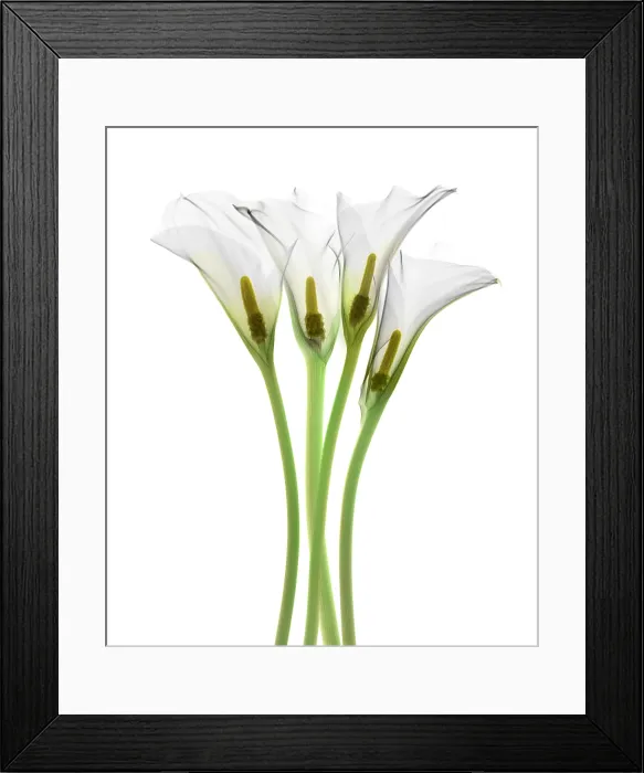 Framed Print : Calla Lily, X-ray